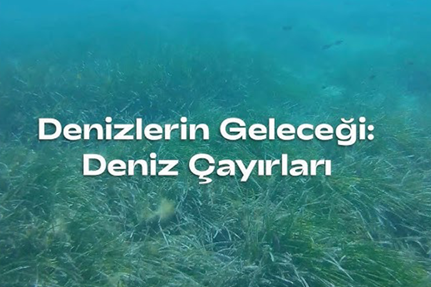 Denizlerin Geleceği: Deniz Çayırları