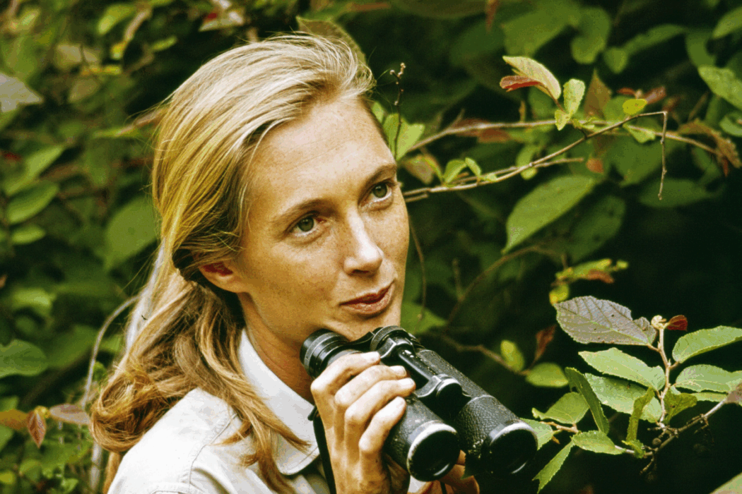 Doğanın Tanığı: Jane Goodall