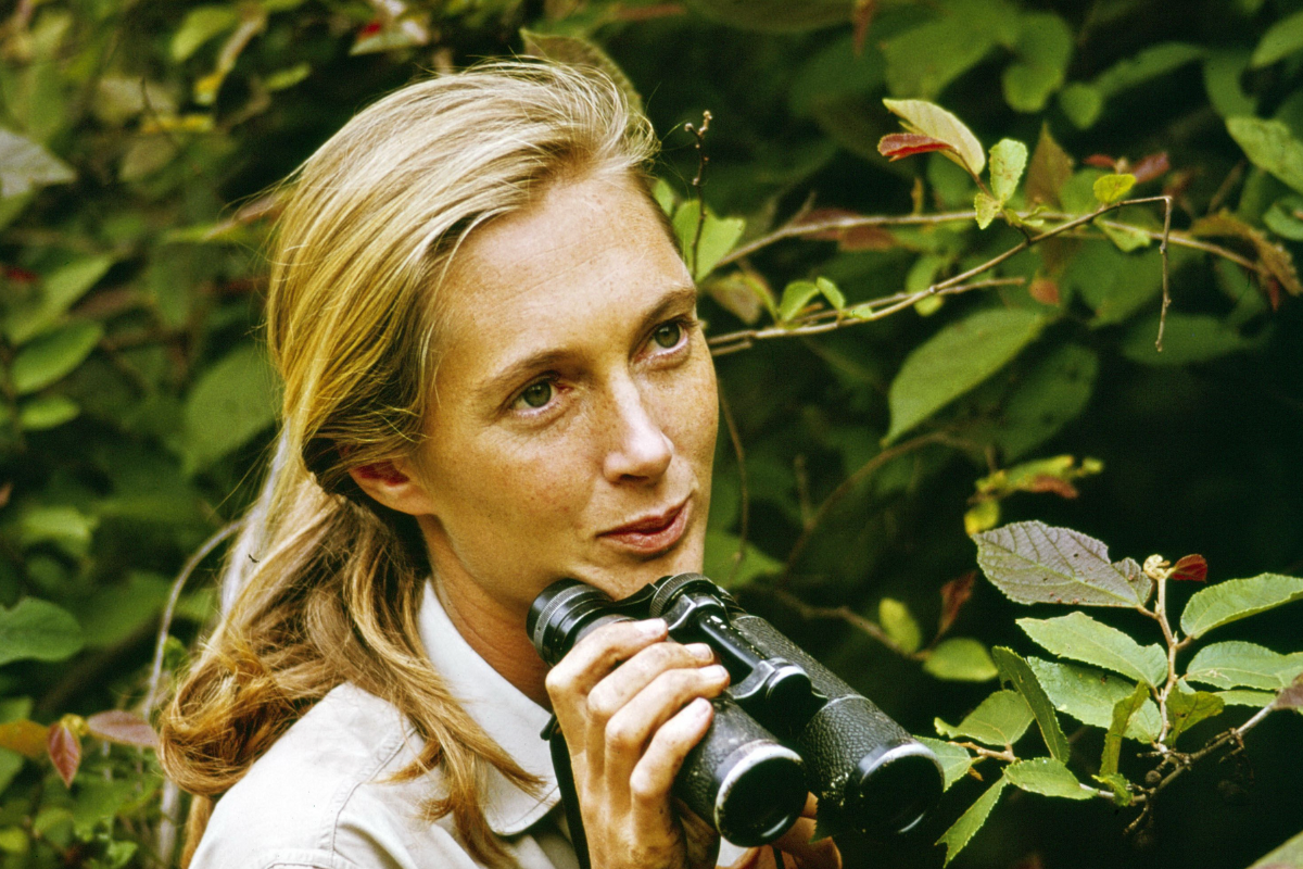 Doğanın Tanığı: Jane Goodall