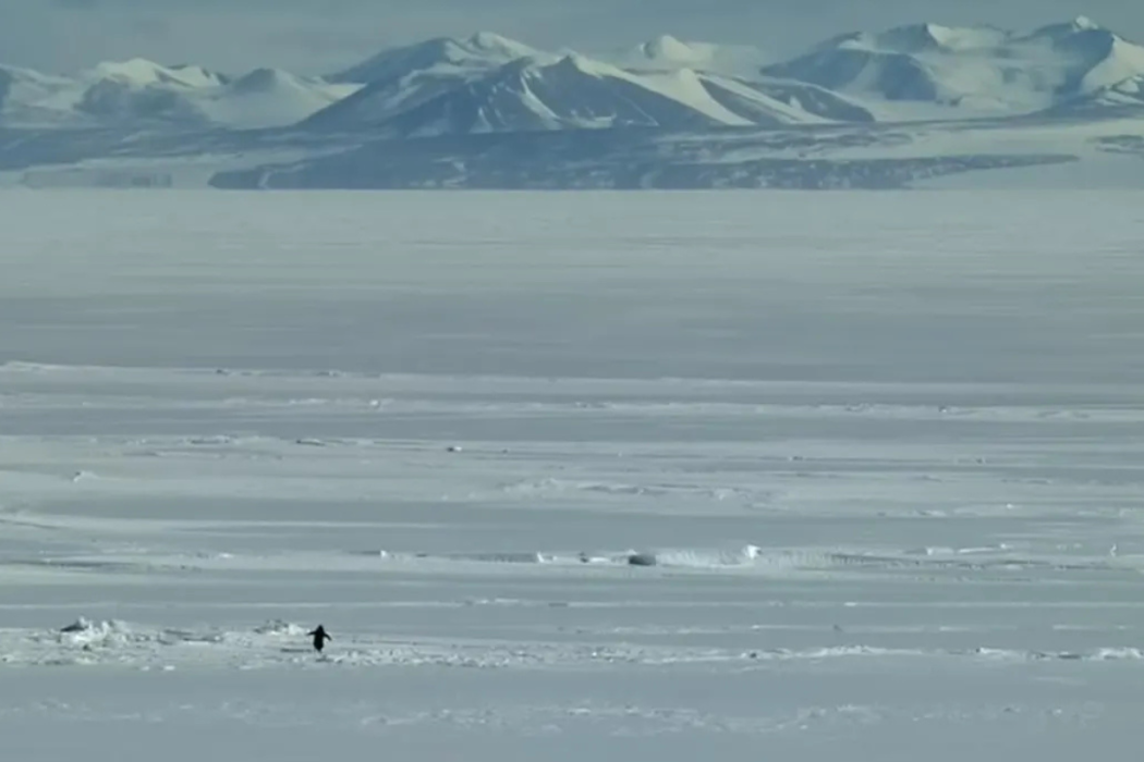 Bir penguen yürüdü, herkes hayatını sorguladı